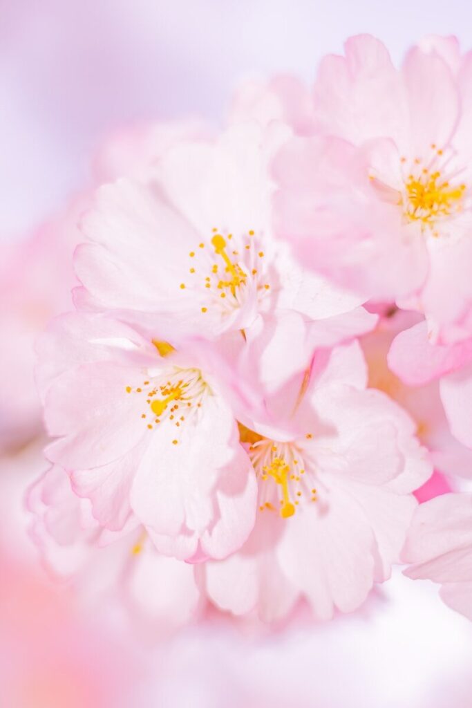 focus photography of pink petaled flower